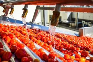 Завод томатной пасты уже начал переработку продукции