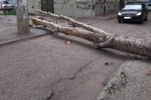 В Астрахани рухнувшее дерево оборвало провода
