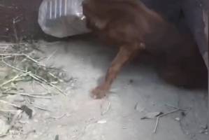 В Астрахани спасли собаку с пятилитровой бутылкой на голове