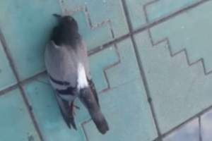 Стали известны версии причин массовой гибели голубей в Астрахани
