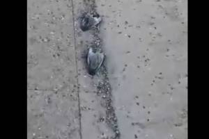 Массовая гибель птиц в центре Астрахани встревожила горожан