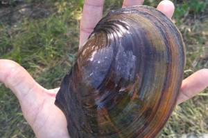 В Астраханской области поймали моллюска-гиганта