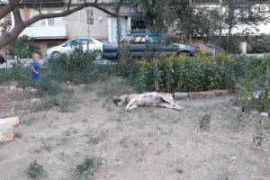Астраханцы сообщают об отравленных собаках, чьи трупы разлагаются на улице