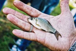 Какого малька можно использовать для ловли хищной рыбы — таблица