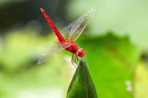Эксперт раскрыла секрет красных “бусинок” на крыльях стрекоз