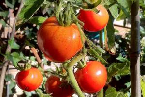 Астраханские томаты атаковала совка