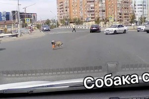 На улицах города замечен забавный пес, знающий правила ПДД