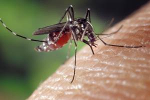 Десятки астраханцев пострадали от комариной лихорадки