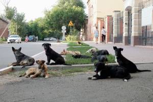Астраханцы устроили разборки в соцсетях из-за бродячих собак