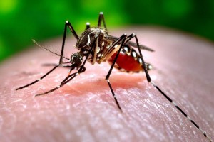 Жителям юга России угрожают смертельные лихорадки из-за комаров