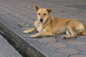 В Икрянинском районе собаки покусали 70 человек