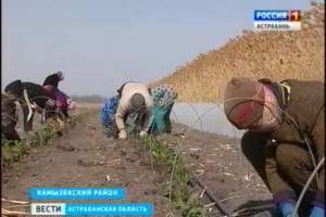 Камызякские фермеры составят конкуренцию своим иностранным коллегам