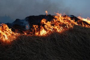 Астраханцам напоминают о правилах выжигания сухой растительности