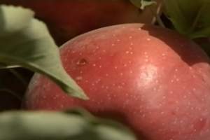 В Астраханской области активно возражают былую славу фруктовой земли