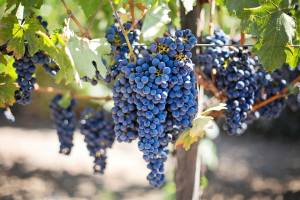 Осень — повод для нового виноградника. Как правильно его заложить