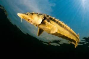 Астраханские нефтяники обнаружили ценные виды рыб