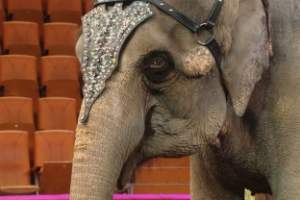 На манеже астраханского цирка отпраздновали День слона