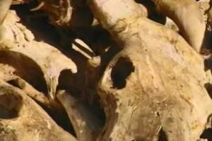 На закрытом полигоне под Астраханью нашли кладбище животных
