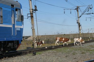 В Астраханской области табун лошадей остановил поезд