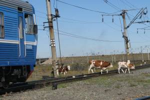 В Астраханской области коровы и лошади тормозят и задерживают поезда
