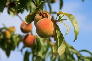 Персики из косточки: когда и как сажать