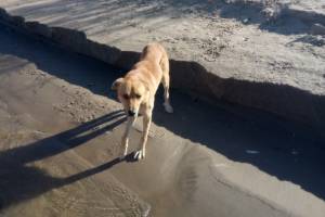 Астраханцев попросили помочь травмированному псу, застрявшему на острове