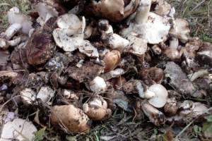 В Астрахани начался грибной бум