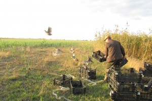 В Астраханской области стало на 200 фазанов больше