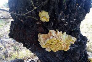 В Астраханской области нашли необычный гриб со вкусом курицы 