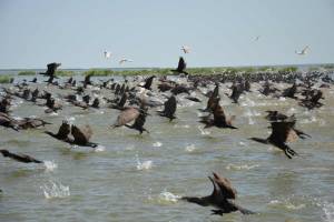 Отсутствие рыбоядных птиц настораживает астраханских рыбаков