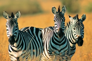 Ученые из Британиии выяснили, почему зебры - полосатые