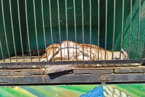 Астраханцы просят прокуратуру спасти редких животных из зоопарка «Сафари»