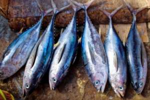 Свыше 30 тонн рыбы незаконно провезли в Астраханскую область