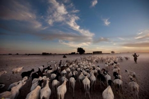 Астраханских овец и верблюдов застраховали от солнечного удара