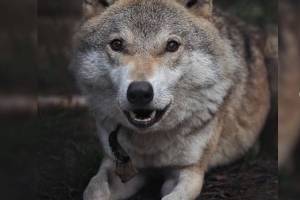 История странного волка, который прошел трудный путь, но обрел дом &#8212; удивительные фото