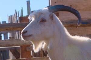 В Астраханской области формируют племенное хозяйство "бурских" коз