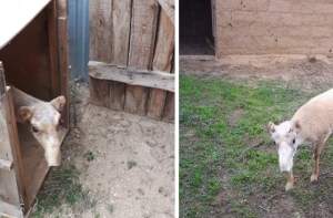 В Астраханский питомник привезли сайгачат из передвижного зоопарка