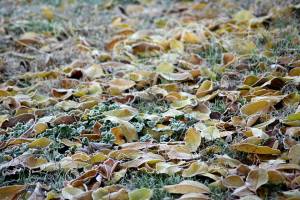 Заморозки в Астраханской области прогнозируются до понедельника
