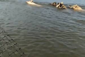 На видео сняли забавные кадры, как кабаны и свинья переплывают реку