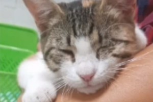 Слепая кошка из Астрахани обрела дом в Германии