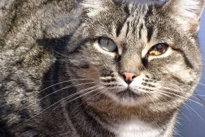 Самый дорогой, редкий и опасный кот в мире попал в Астрахань и напал на хозяина. Вот что произошло дальше