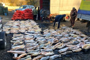В Астраханской области у жителя Дагестана изъято более тонны осетровых