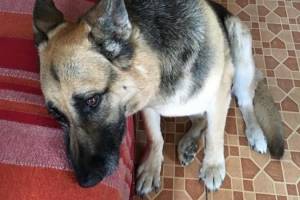 Собака-поводырь из Знаменска перед смертью повторила маршрут, которым она семь лет проходила вместе с умершим хозяином