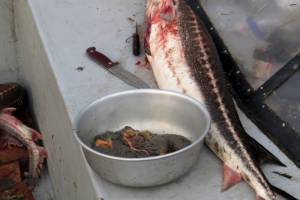 В Астрахани за неделю рыбохраной у браконьеров изъято более тонны осетров