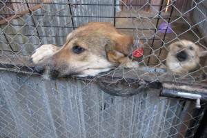 Астраханцев приглашают обсудить проект постановления регионального правительства по поводу бездомных животных
