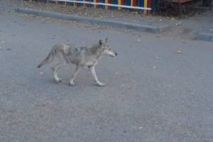 Дикий случай: в Астрахани на улице поселился волк