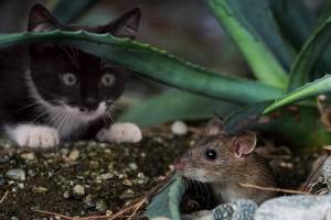 В Астрахани разбушевались мыши: грозит ли горожанам «мышиная лихорадка»
