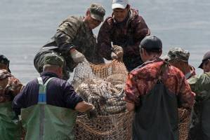 Астраханских рыбаков оценила статистика