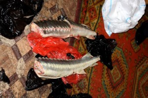 В Астрахани у женщины-браконьера изъяли 77 килограммов русского осетра