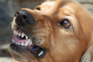 В Астраханской области бездомная собака, защищая щенят, покусала двоих человек